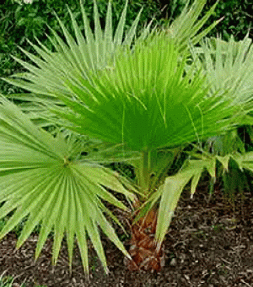 Seminte de palmieri