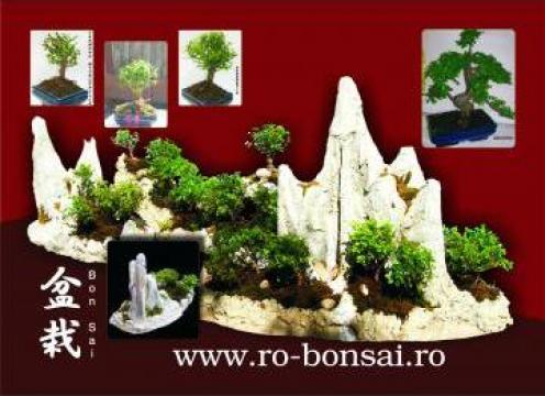 Bonsai naturali de la Sc Neo Consulting Srl