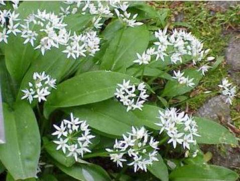 Leurda (Allium Ursinum) de la Pensiunea Gorovei