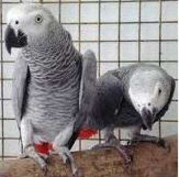 Papagali gri africani Congo
