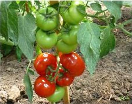 Seminte tomate Gravitet F1 de la Fitovex Srl