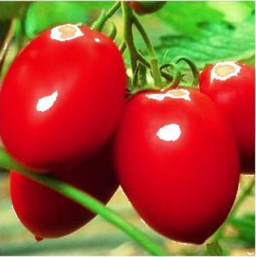 Seminte Hibrid de tomate Colibri F1