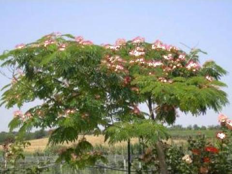 Arbore Albizia Julibrissin (arbore de matase) Timisoara de la Coman Spatii Verzi Srl