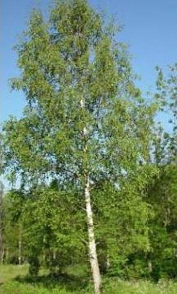 Arbori Betula Pendula (mesteacan alb), Timisoara