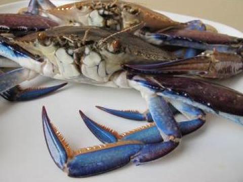 Crabi congelati Blue Swimming de la Expert Factor Foods Srl