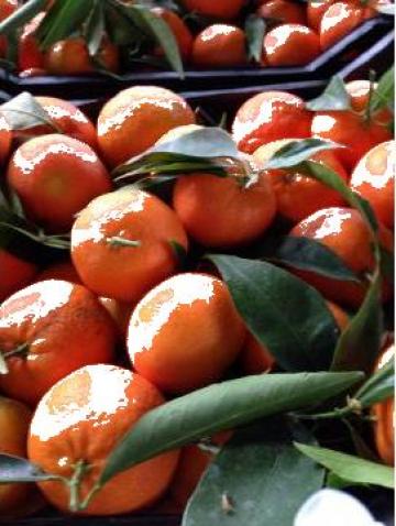 Citrice mandarine, portocale de la Ellada Fresh-Fruit