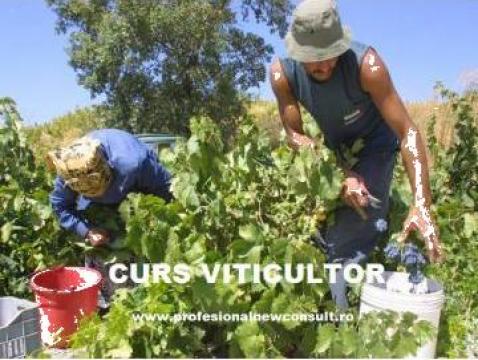 Curs viticultor
