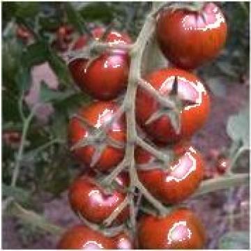Seminte de tomate Tiger F1 de la Green Garden Srl