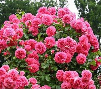 Trandafir catarator Rosarium Uetersen