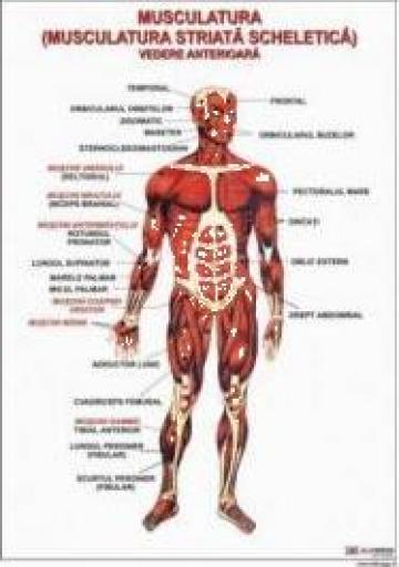 Plansa anatomie Sistemul muscular - vedere anterioara de la Eduvolt