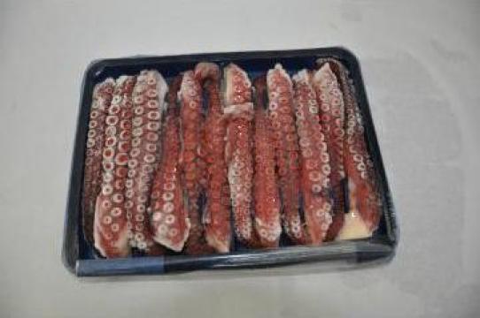 Tentacule de calamar de la Fresh Fish & Seafood Srl