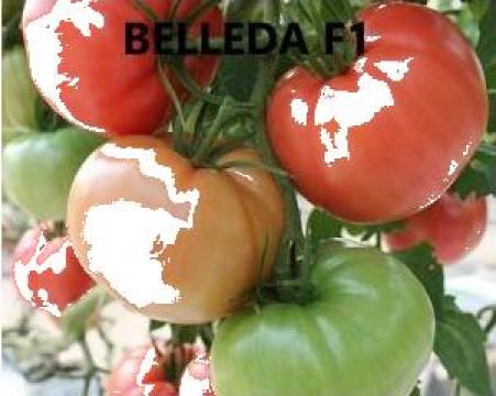 Seminte de tomate Belleda F1 (250 seminte) de la Www.magazin-agro.ro