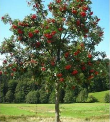 Pom Sorbus Aucuparia (Scorus), h=1,7-2 m de la Coman Spatii Verzi Srl