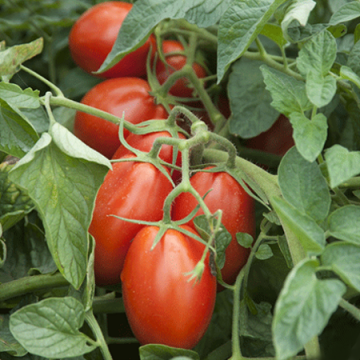 Seminte de tomate Firmus F1, prunisoara (2500 seminte) de la Lencoplant Business Group SRL