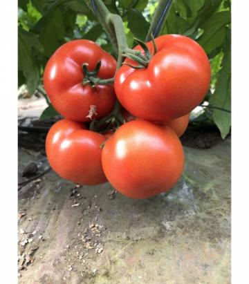 Seminte de tomate Panekra F1, nedeterminate (500 seminte) de la Lencoplant Business Group SRL