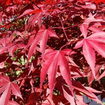 Artar japonez - Acer Palmatum - la ghiveci 70-90 cm