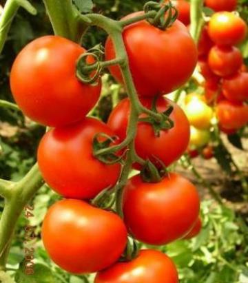 Seminte de tomate Primadona F1, nedeterminate (500 seminte) de la Lencoplant Business Group SRL