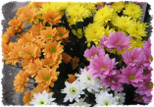 Flori la ghiveci Crizanteme de la Natural Biosolaris Grup