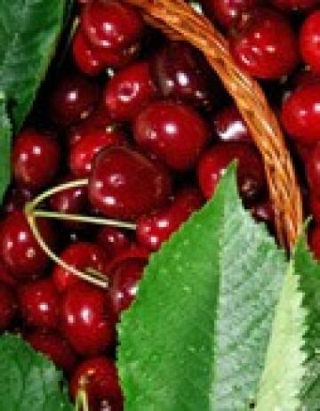 Pomi fructiferi ciresi Heldelfinger de la Natural Biosolaris Grup
