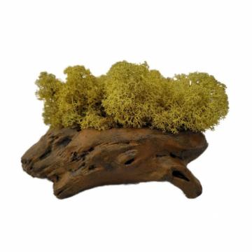 Aranjament licheni ghiveci decorativ orange M6 de la Decor Creativ