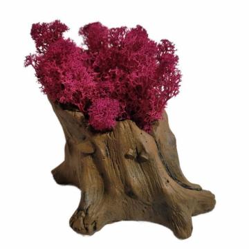 Aranjament licheni ghiveci decorativ rosu M10 de la Decor Creativ