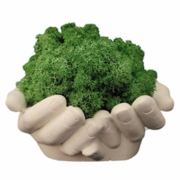 Aranjament licheni ghiveci decorativ verde conuri brad M7 de la Decor Creativ