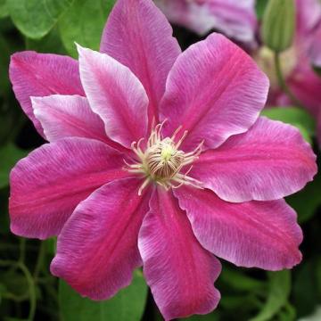 Floare Clematis roz Doctor Ruppel, in ghiveci