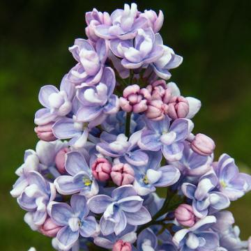 Floare liliac albastru Professor Hoser la ghiveci de la Florapris Family S.r.l.