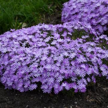Planta perena Phlox Bedazzled Lavender Subulata, la ghiveci