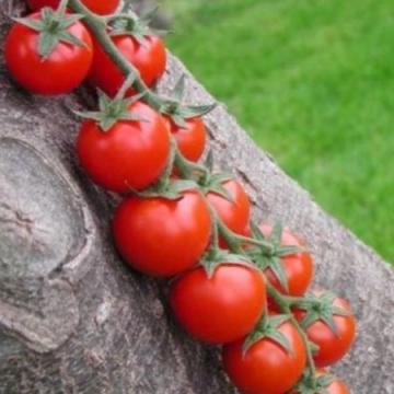 Seminte de tomate cherry Shiren F1 (100 seminte) de la Lencoplant Business Group SRL