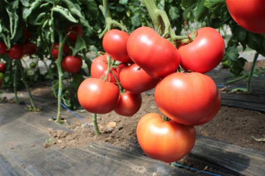 Seminte de tomate nedeterminate, Malduo F1, 500 seminte de la Antomar & Brothers Group SRL