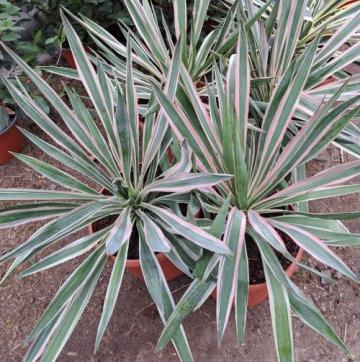 Planta perena Yucca Silver Variegata in ghiveci de 7,5litri de la Florapris Family S.r.l.