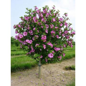 Hibiscus roz (Hibiscus syriacus) de 70cm la ghiveci de 3L de la Plantland SRL