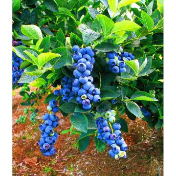 Afin dulce Bluegold de 20-30 cm la ghiveci de la Plantland SRL
