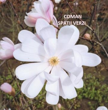 Plante ornamentale Magnolia stellata Royal Star - Timisoara de la Coman Spatii Verzi Srl