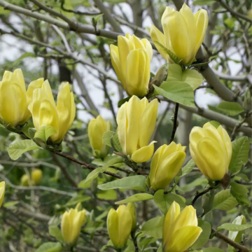 Arbust ornamental Magnolia Daphne la ghiveci 150-170 cm
