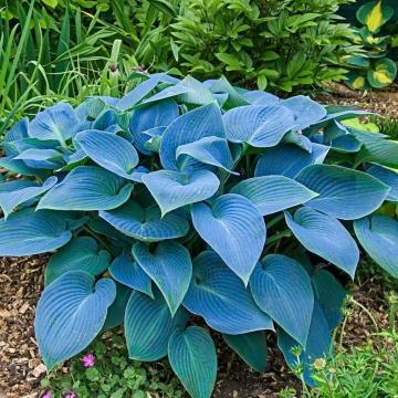 Planta perena Funkia Fragrant Blue la ghiveci C2-C3