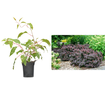 Dracila pitica Concorde de 10-20 cm la ghiveci de la Plantland SRL