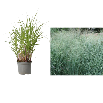 Planta Panicum virgatum Heavy Metal la ghiveci C2-C3