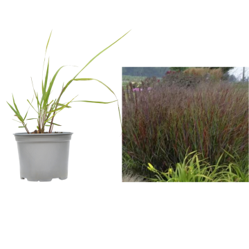 Planta Switchgrass Squaw la ghiveci C2-C3 de la Plantland SRL