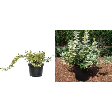 Arbust Euonymus fortunei Harlequin la ghiveci C2-C3 de la Plantland SRL