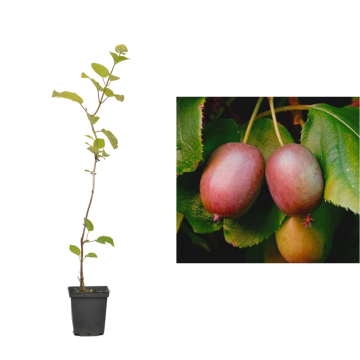 Kiwi geneva de 25cm la ghiveci de la Plantland SRL