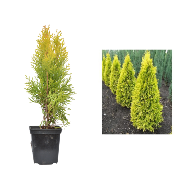 Tuia Golden Smaragd de 25 cm la ghiveci de la Plantland SRL