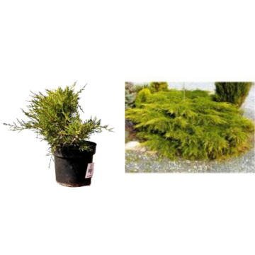 Ienupar Old Gold (Juniperus Old Gold) de 40cm de la Plantland SRL