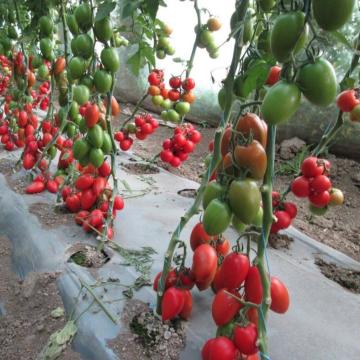 Seminte tomate Peradur F1, 1000 sem, Yuksel de la Dasola Online Srl