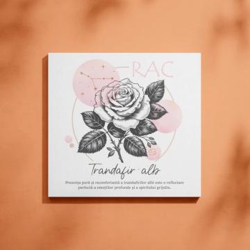 Tablou canvas Rac - Floarea trandafirului alb de la The Darwin Project Srl