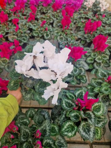 Planta ornamentala Cyclamen de la Magreen Srl