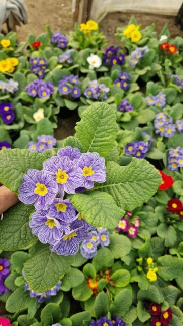 Planta perena Primula acaulis mix