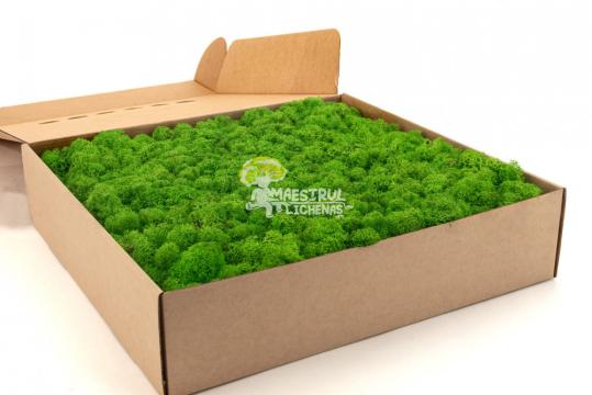 Licheni naturali stabilizati Light Green