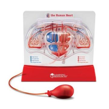 Jucarie set educativ copii - Cum functioneaza inima